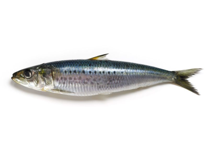 Achète appâts maquereaux , sardines , aiguillettes, bonite , autres pour pêche au gros