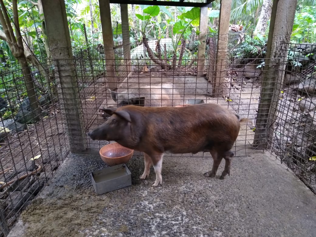 Vends cochon mâle castré 50000f +de 50 kilos